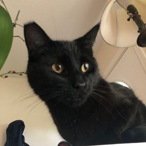 Meet your Posher, Isaac